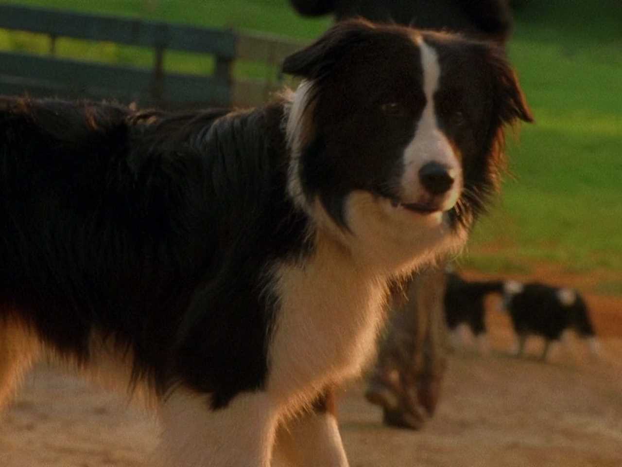 Fly the Border Collie in "Babe."