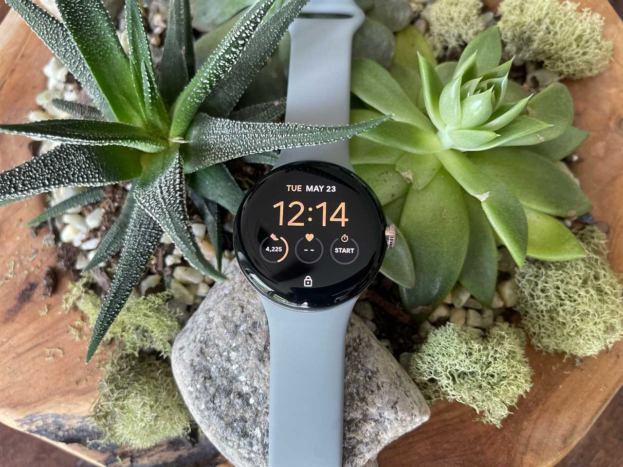 A Google Pixel Watch sitting against a plant.