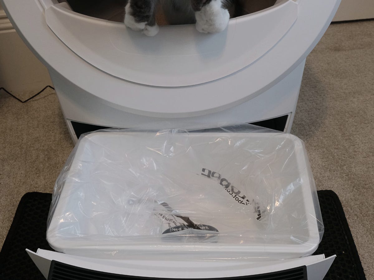 The paws of a gray and white cat sitting inside the Litter-Robot 4 are visible just above the white pull-out waste bin.