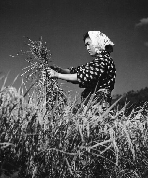 Japan, harvest rice near Kyoto, 1959.