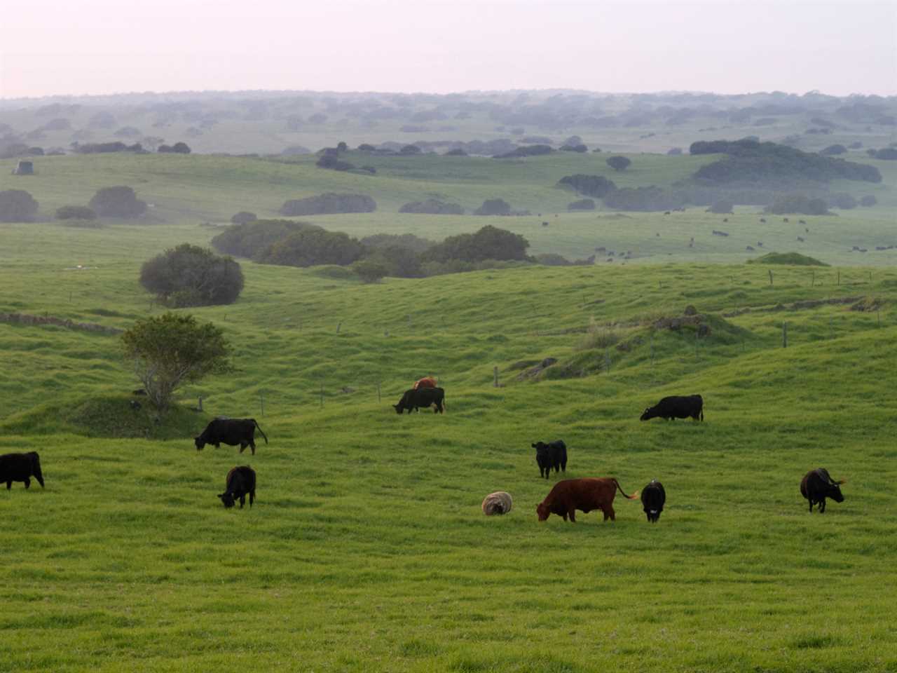 Cattle grazing in Hawaii field