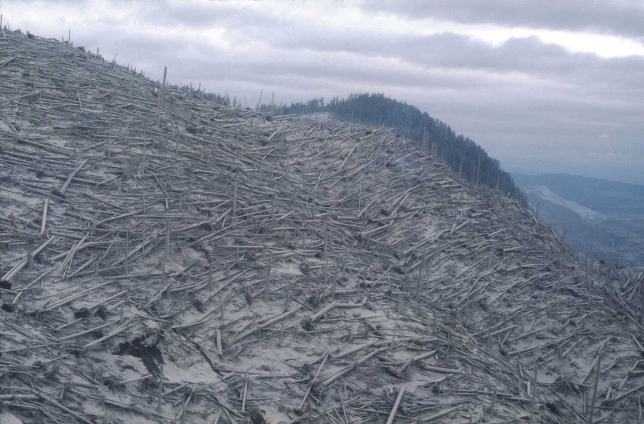 Trees reduced to splinters by a volcanic eruption