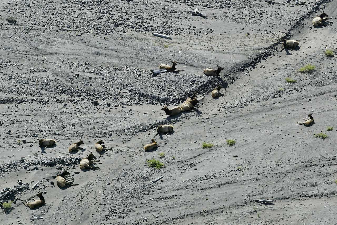 Over a dozen elk lying in a mud flow on Mount St. Helens