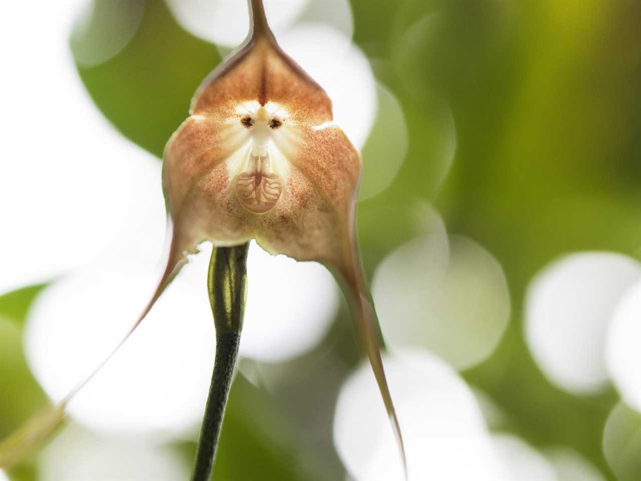 A dracula orchid looks like a face.