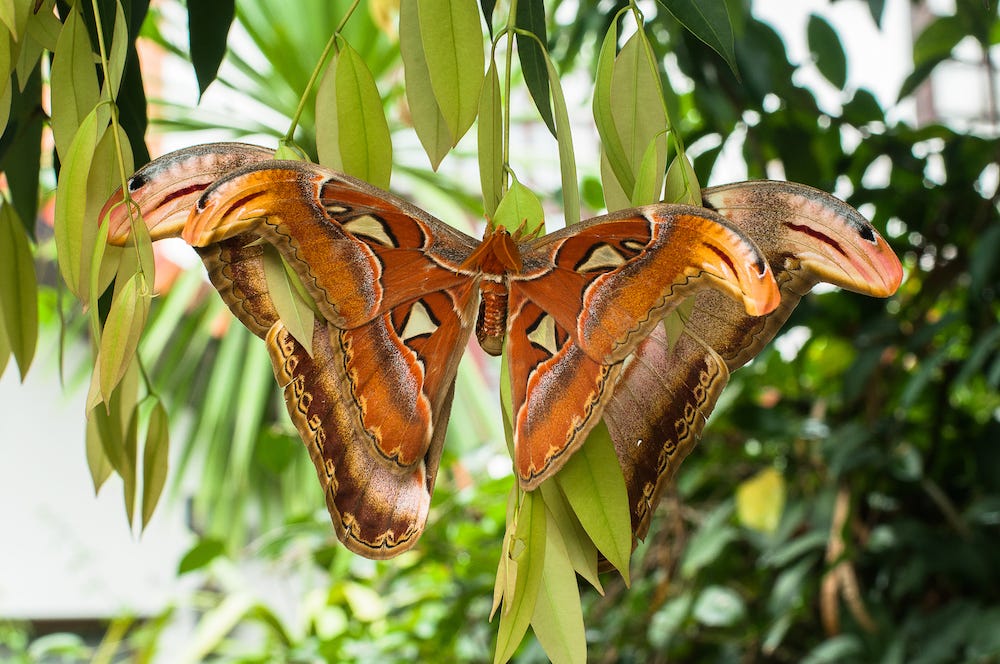 atlas moth snake head wings optical illusion