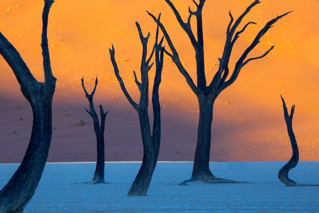 Deadvlei trees optical illusion