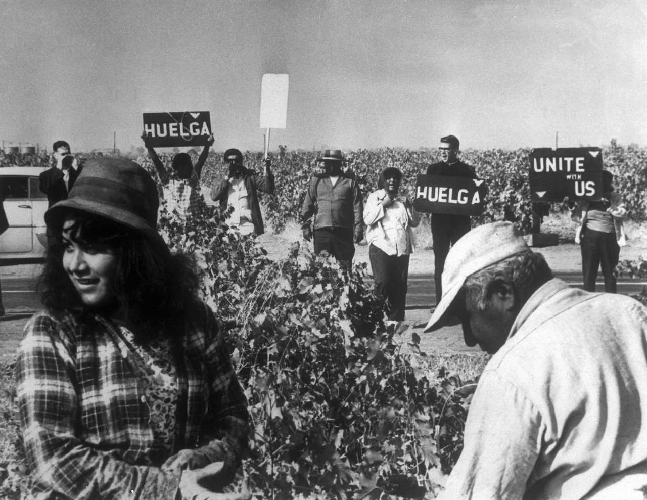 Pickets gather at edge of grape field here 10/19 to urge workers to join strike but these two ignored the call. Among the pickets who later were arrested is the Reverend Rodger Ridgeway of Hayward, California. Word "Huelga" is Spanish for strike. A total of 44 persons including 9 ministers, were arrested in the 6 week old grape harvest.