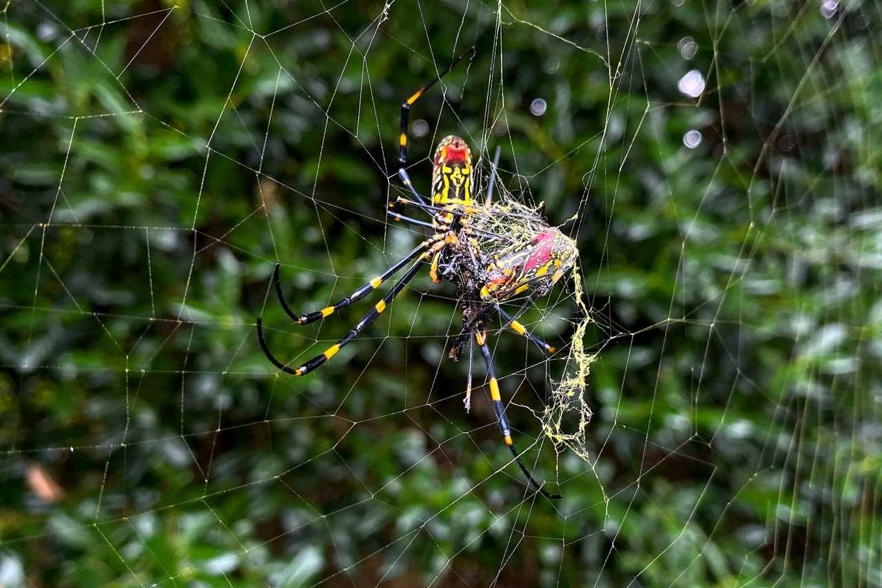 A yellow, black, and red Joro spider in a web