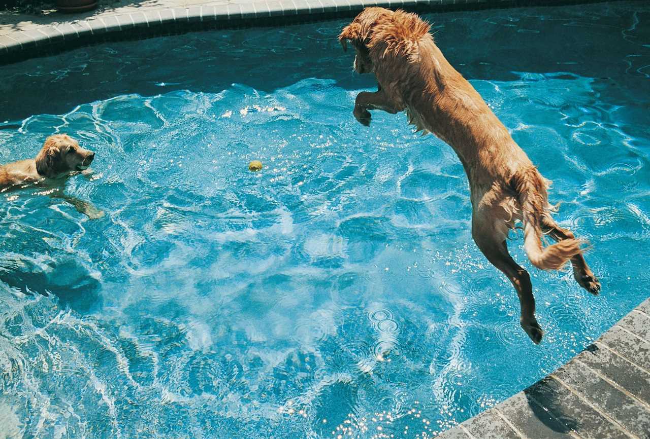The Sharing Economy Has Moved to Backyard Rentals—for Your Dog