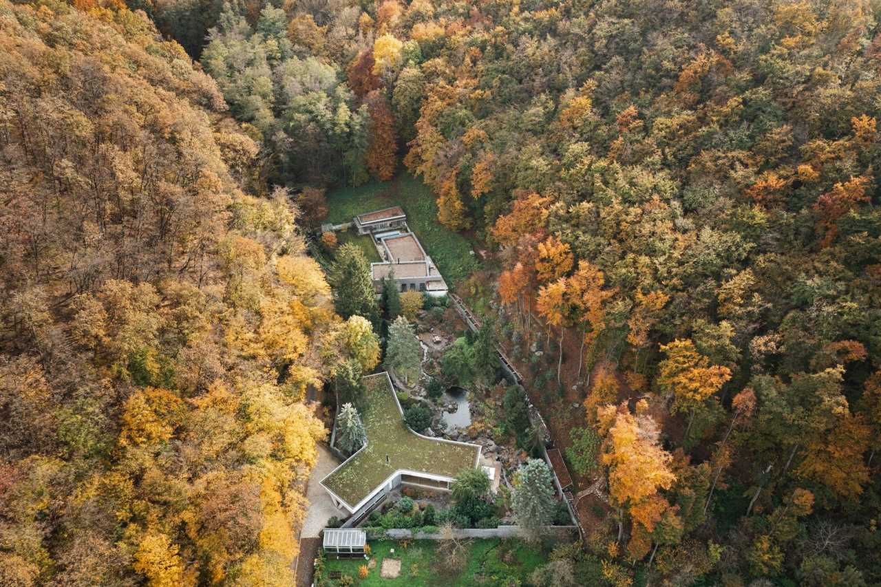 Expanses of Glass Immerse This Y-Shaped Home in Its Wooded Setting