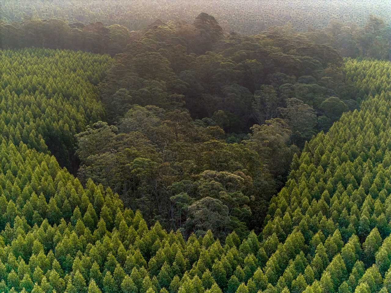 Native trees surrounded by eucalyptus