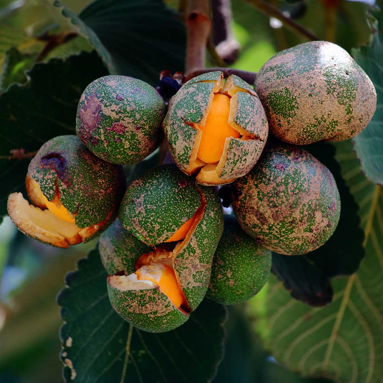 Caryocar brasiliense flowers and fruits