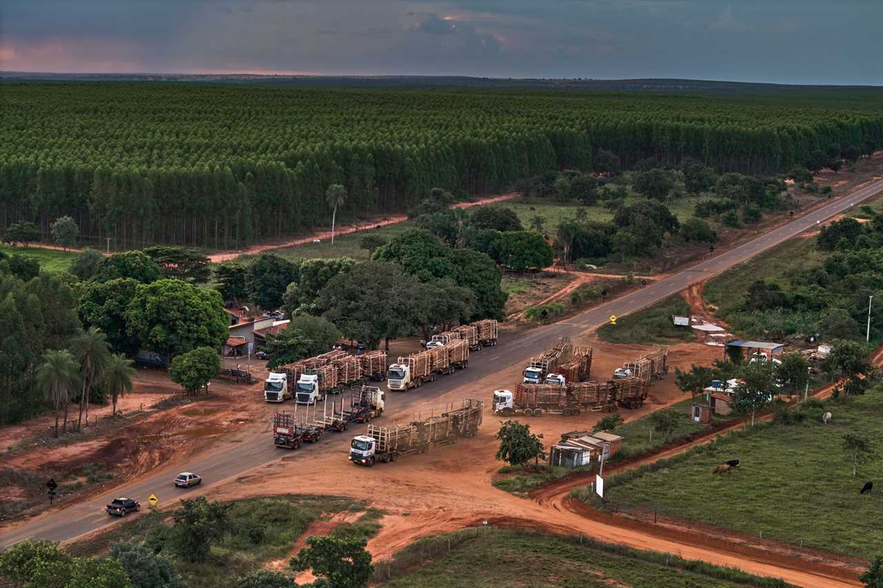Semi trucks laden with trees