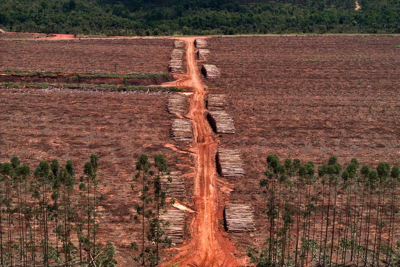 land recently cleared on eucalyptus with the straight trunk stacked in piles along a dirt road for the machines to pass through