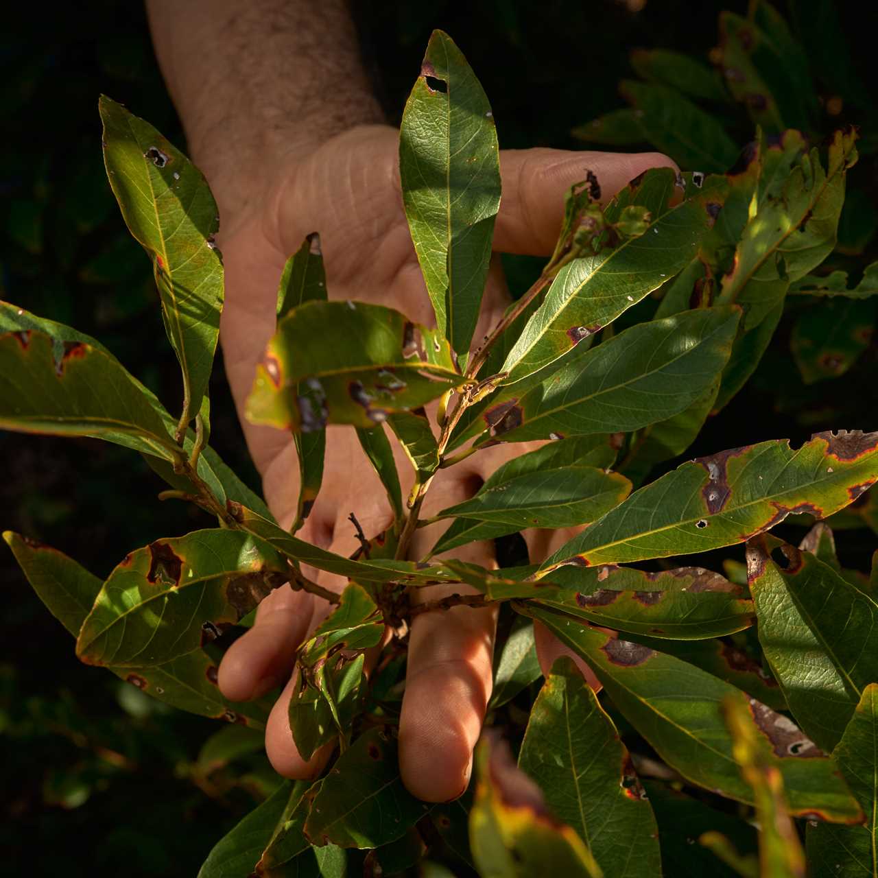 close up of a hand touching a branch with numerous bite holes and brown spots on all the leaves