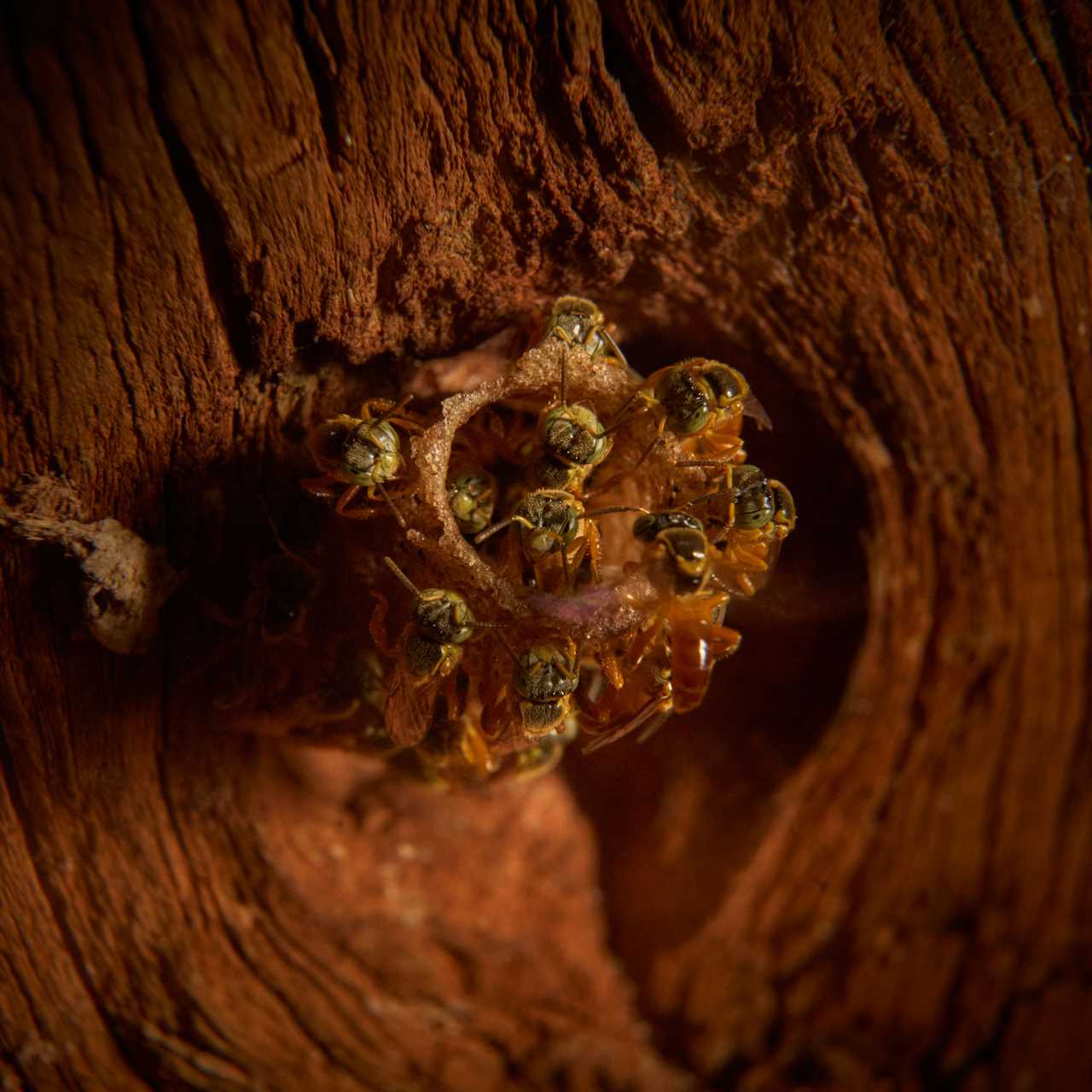 closeup on a cluster of insects nesting in a plant