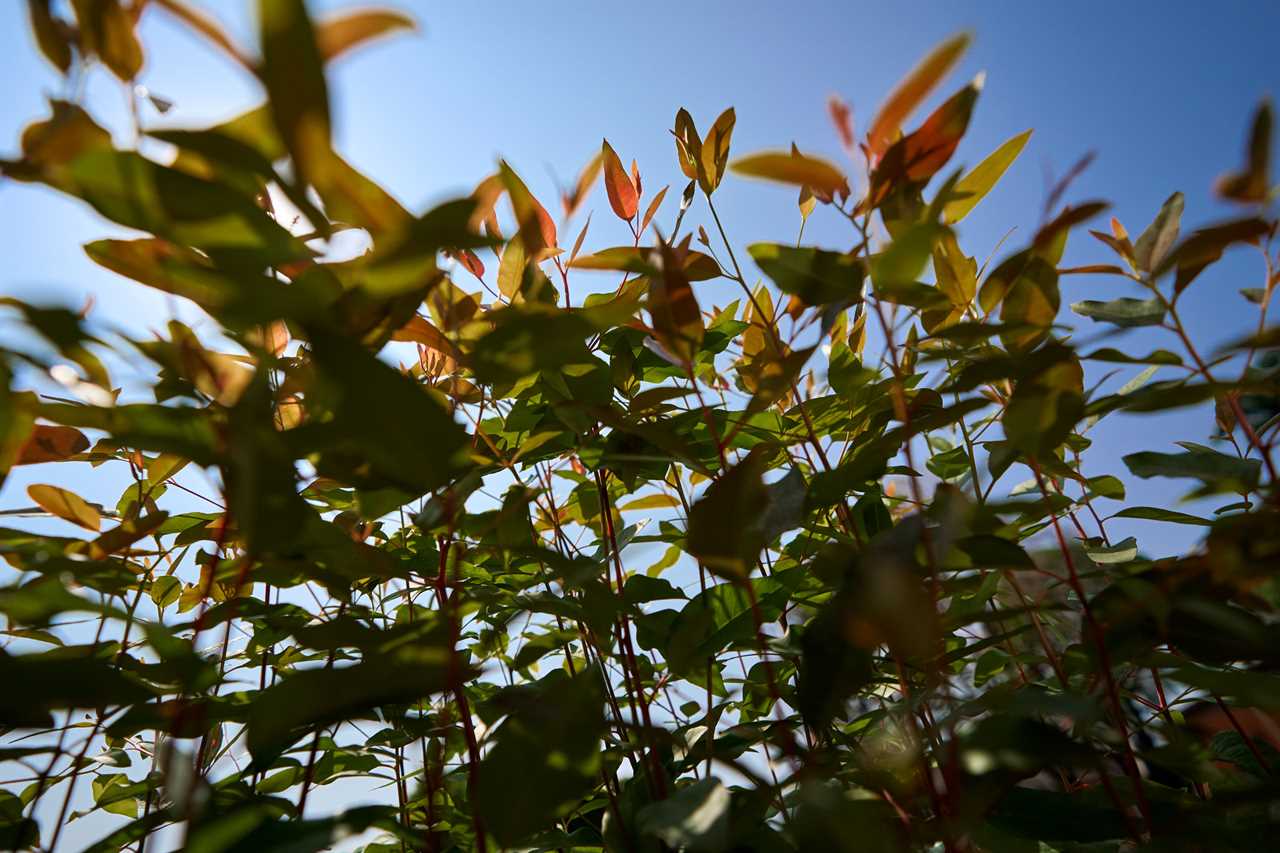 Eucalyptus tree seedlings