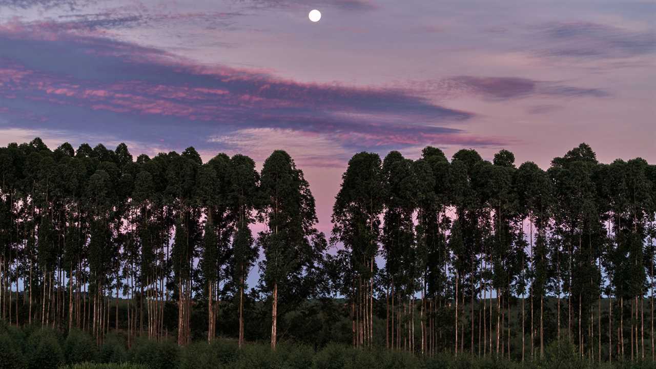 A row of eucalyptus running horizontally across the frame in a pink and purple sky