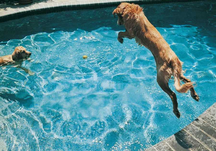 The Sharing Economy Has Moved to Backyard Rentals—for Your Dog