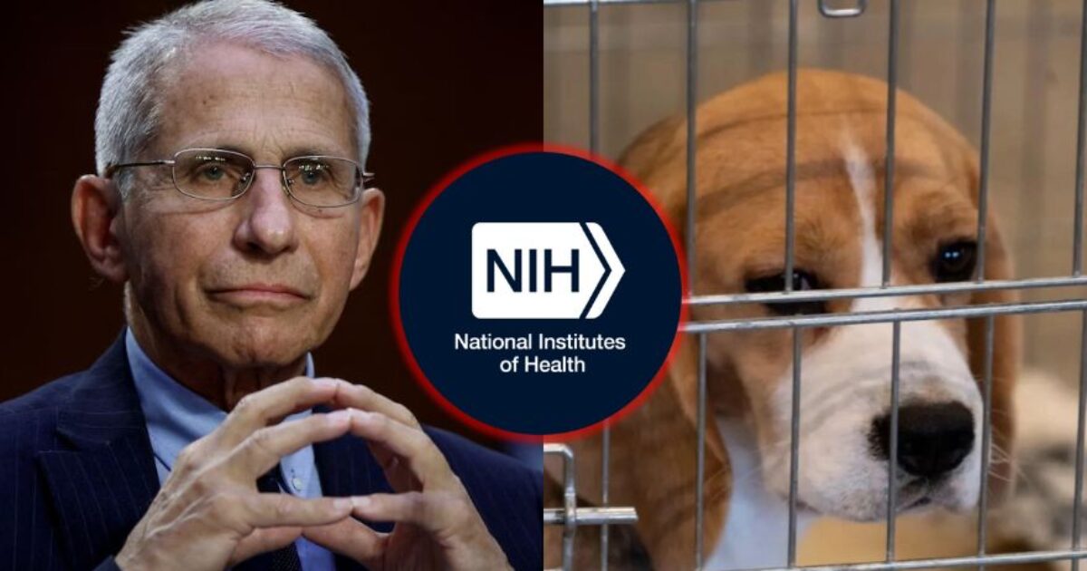 Eleven Republican Members of Congress Demand NIH End Fauci’s ‘Barbaric’ Animal Tests as Agency Clings to Cruel Legacy