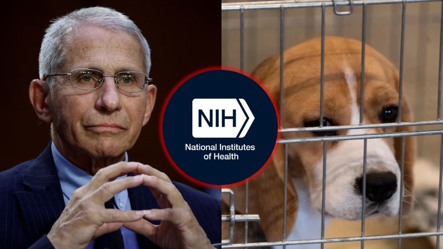 Eleven Republican Members of Congress Demand NIH End Fauci’s ‘Barbaric’ Animal Tests as Agency Clings to Cruel Legacy