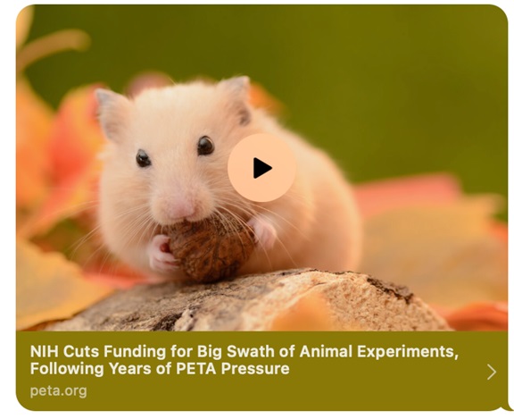 Eleven Republican Members of Congress Demand NIH End Fauci’s ‘Barbaric’ Animal Tests as Agency Clings to Cruel Legacy
