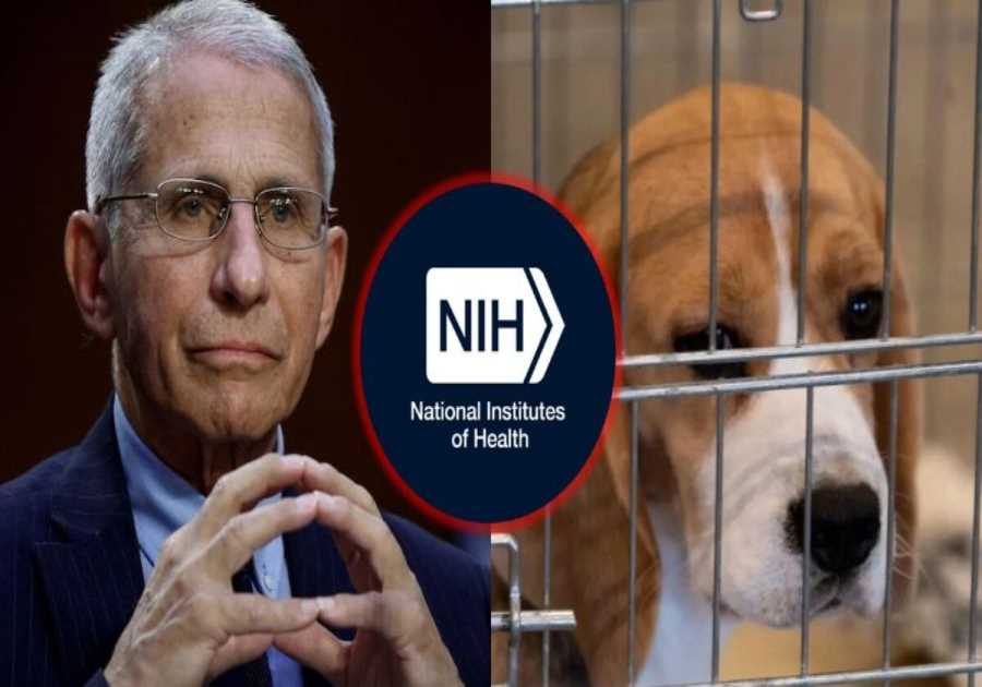 Eleven Republican Members of Congress Demand NIH End Fauci’s ‘Barbaric’ Animal Tests as Agency Clings to Cruel Legacy