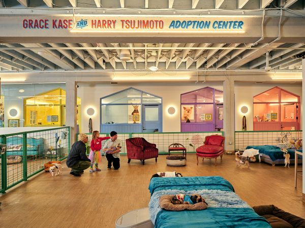 Inside Muttville, the Cage-Free Dog Shelter Designed With Help From Ken Fulk