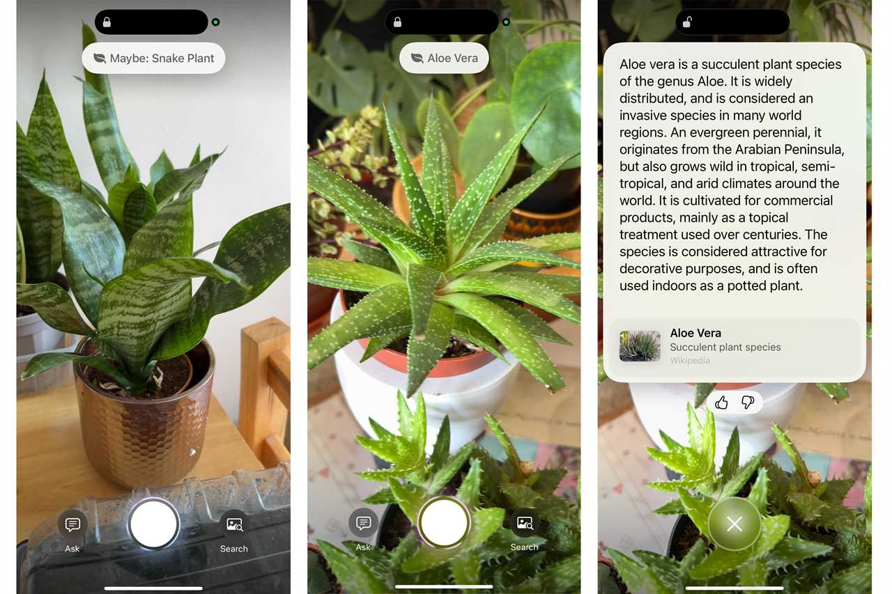 iphone showing visual lookup identifying a plant