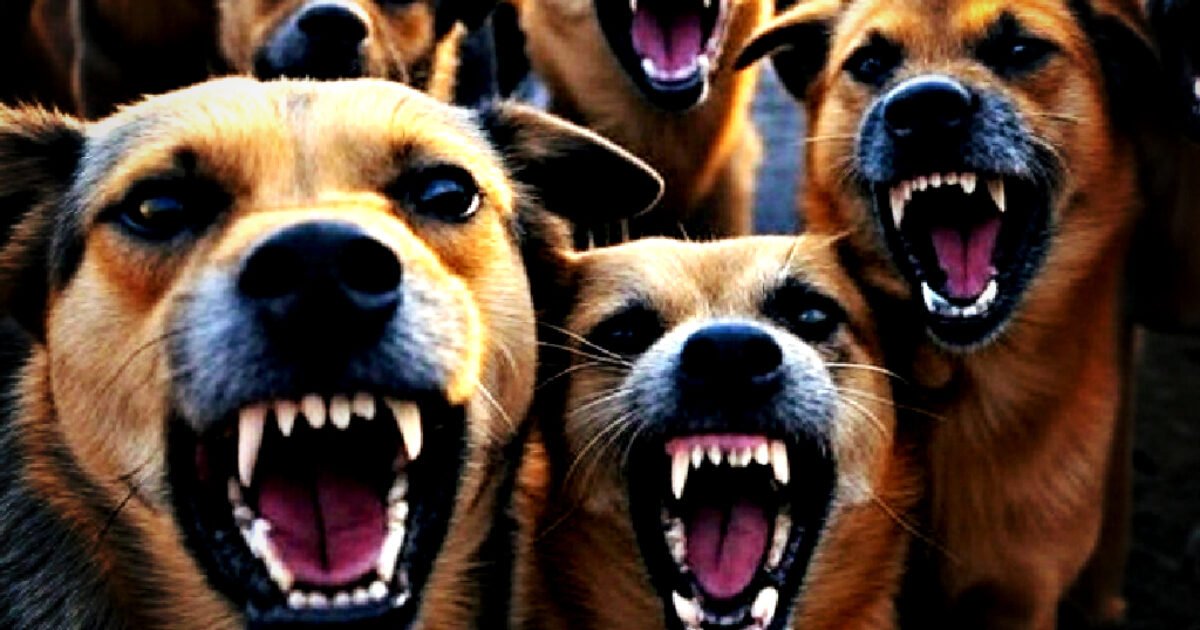 CANINE THREAT: Pack of Feral Stray Dogs Terrorizes Texas Town (VIDEO)