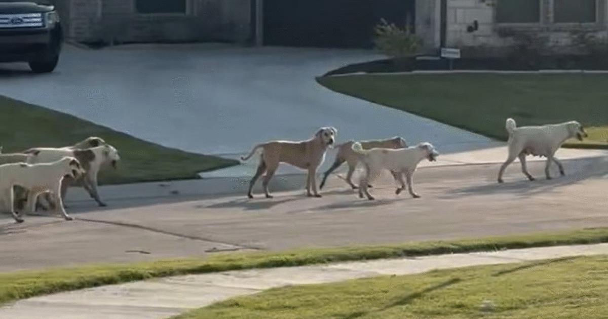 CANINE THREAT: Pack of Feral Stray Dogs Terrorizes Texas Town (VIDEO)