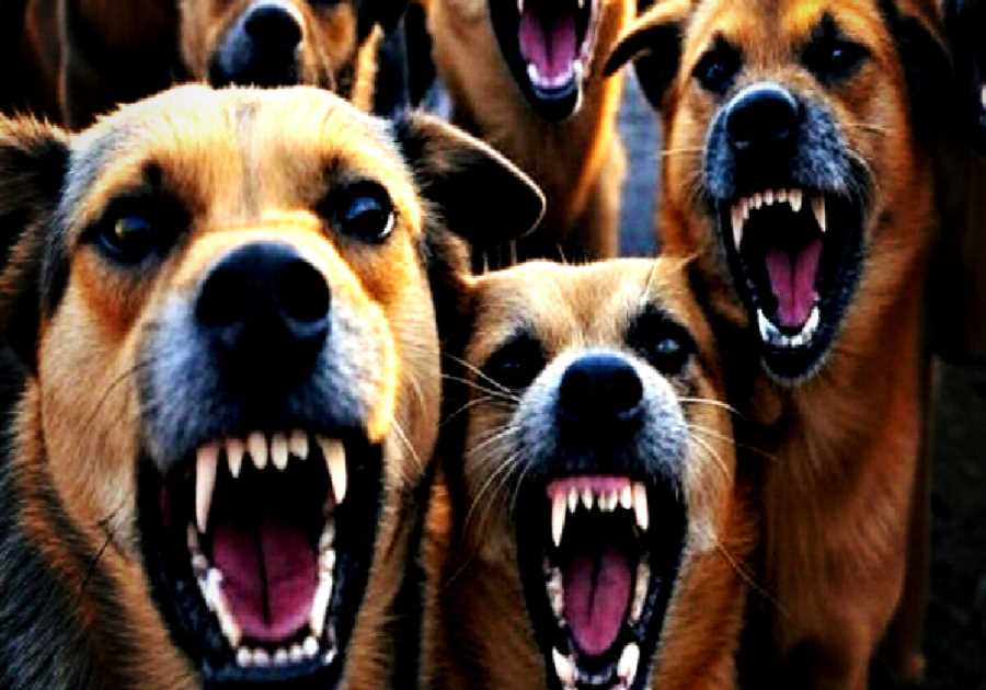 CANINE THREAT: Pack of Feral Stray Dogs Terrorizes Texas Town (VIDEO)