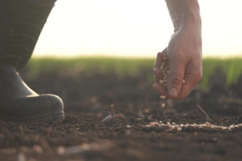Hand scattering seeds into rich soil in a field during sunrise, symbolizing agricultural practices and planting.