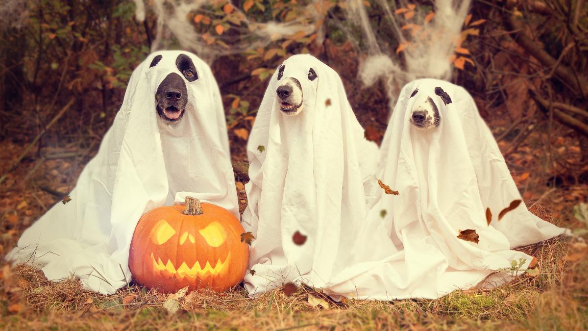 Three dogs dressed in Halloween ghost outfits.