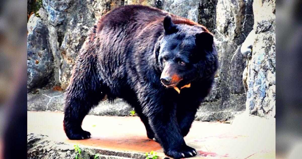 Japanese Army Called To Tackle Out-of-Control Bear Population Responsible for 73 Attacks in One Month (VIDEOS)