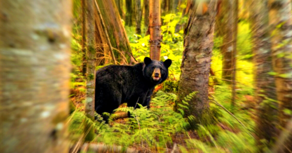 Japanese Army Called To Tackle Out-of-Control Bear Population Responsible for 73 Attacks in One Month (VIDEOS)