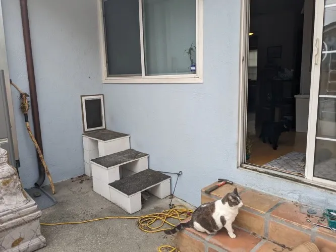 Gray and white cat sitting on an exterior back porch step.