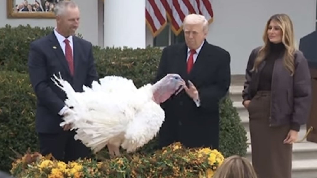 Former President Trump and First Lady Melania Trump participate in the annual White House turkey pardon ceremony, showcasing a large white turkey surrounded by autumn decorations.