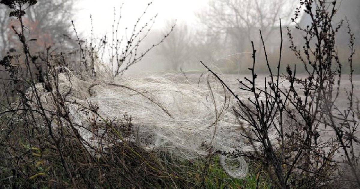 Fiber Optic Drones That Can’t Be Jammed Are Leaving Webs of Wires Everywhere in Ukraine’s Battlefields