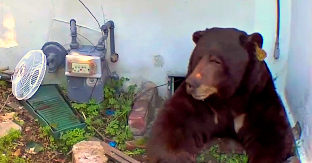 WATCH: Massive Bear Is Finally Dislodged From Under California House – With Shots of Paintball!