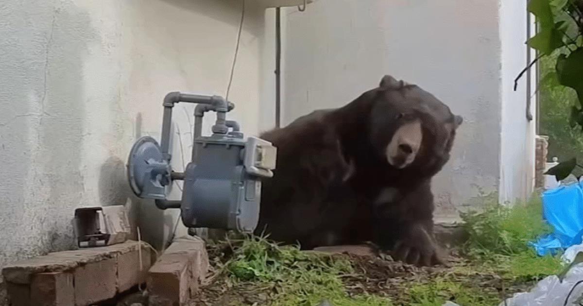 A bear sits near a gas meter outside a building, surrounded by greenery and debris, highlighting wildlife interaction in urban areas.