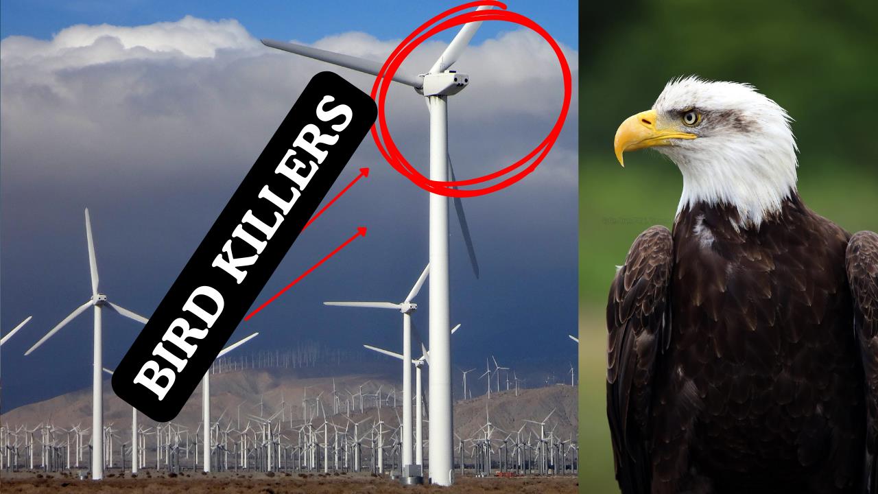 Wind turbines labeled as bird killers alongside an image of a bald eagle, highlighting the impact of renewable energy on wildlife.