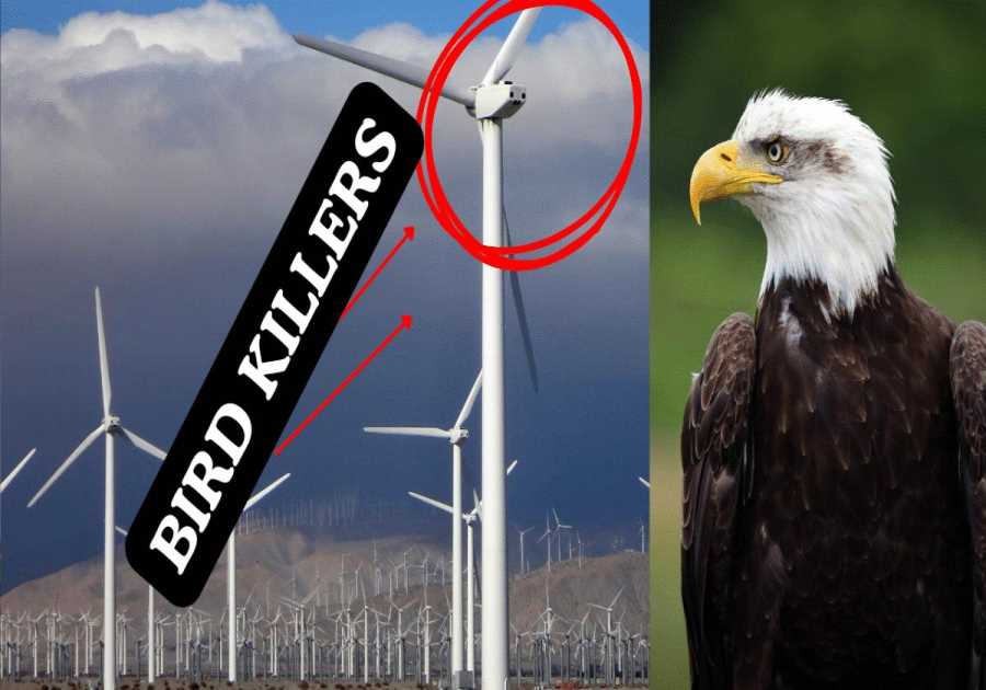 Wind Turbines Are Killing Bald Eagles—And China Is Cashing In