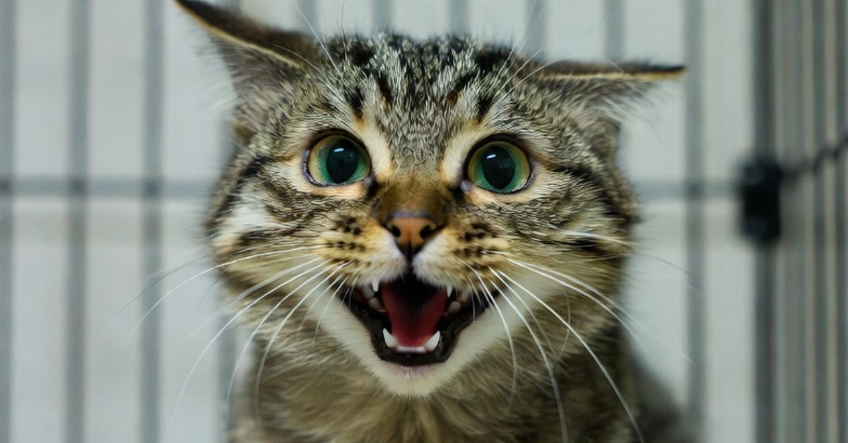 Close-up of a playful tabby cat with bright green eyes, expressing excitement in a cozy shelter environment.