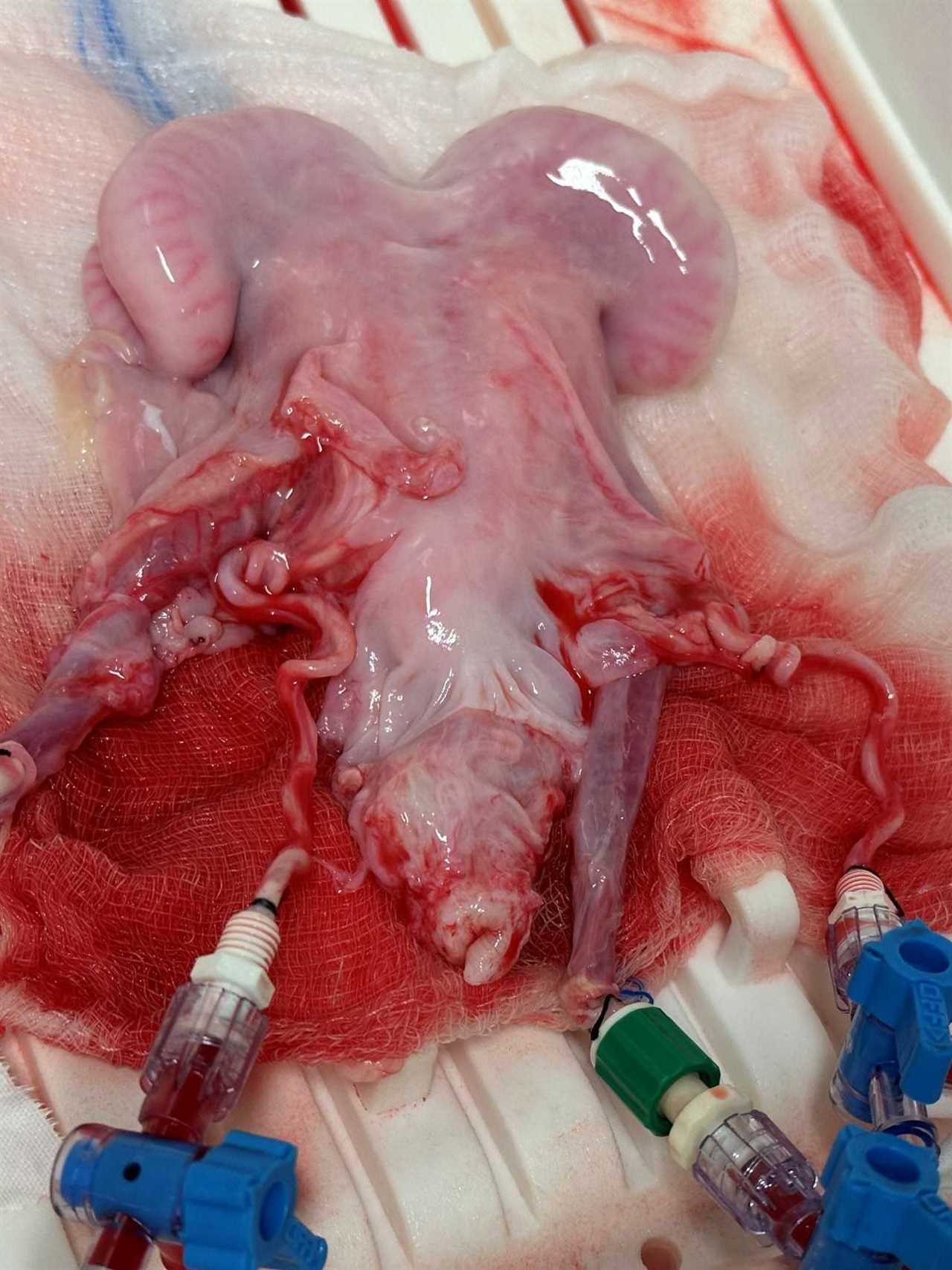 a sheep uterus resting on gauze connected to several tubes