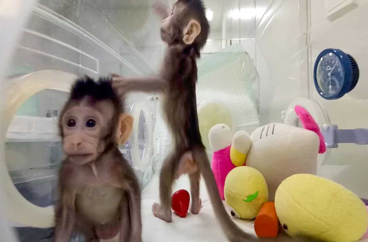Two monkeys with stuffed animals in a plastic research container