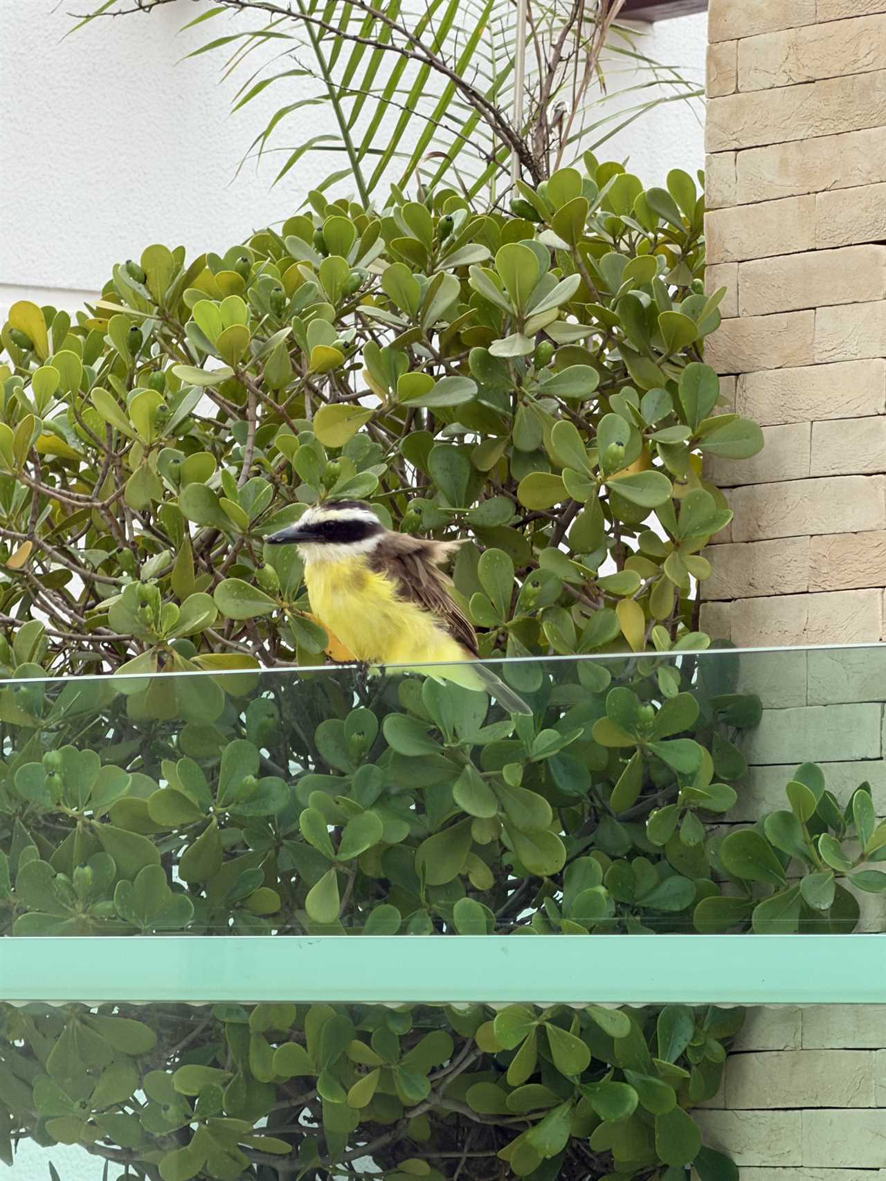 iPhone 17 pro max zoom shot of a bird