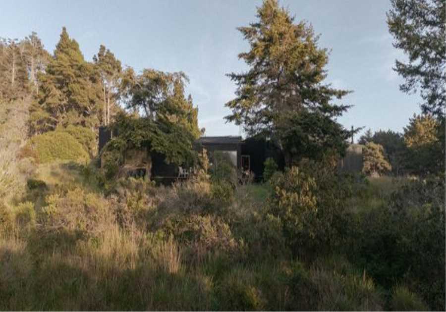 Douglas Firs Are the Main Characters at This Sea Ranch Home Built by Four Friends
