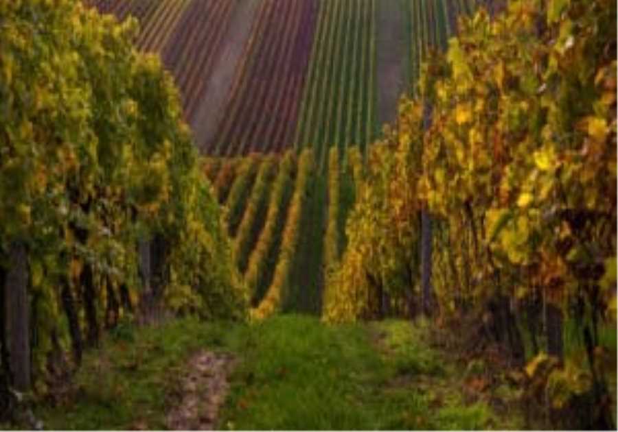 Chapel Down toasts million-bottle milestone in race to challenge champagne