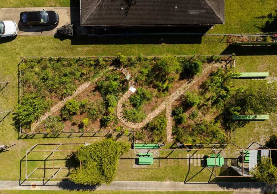 A Microforest Grows in New Orleans
